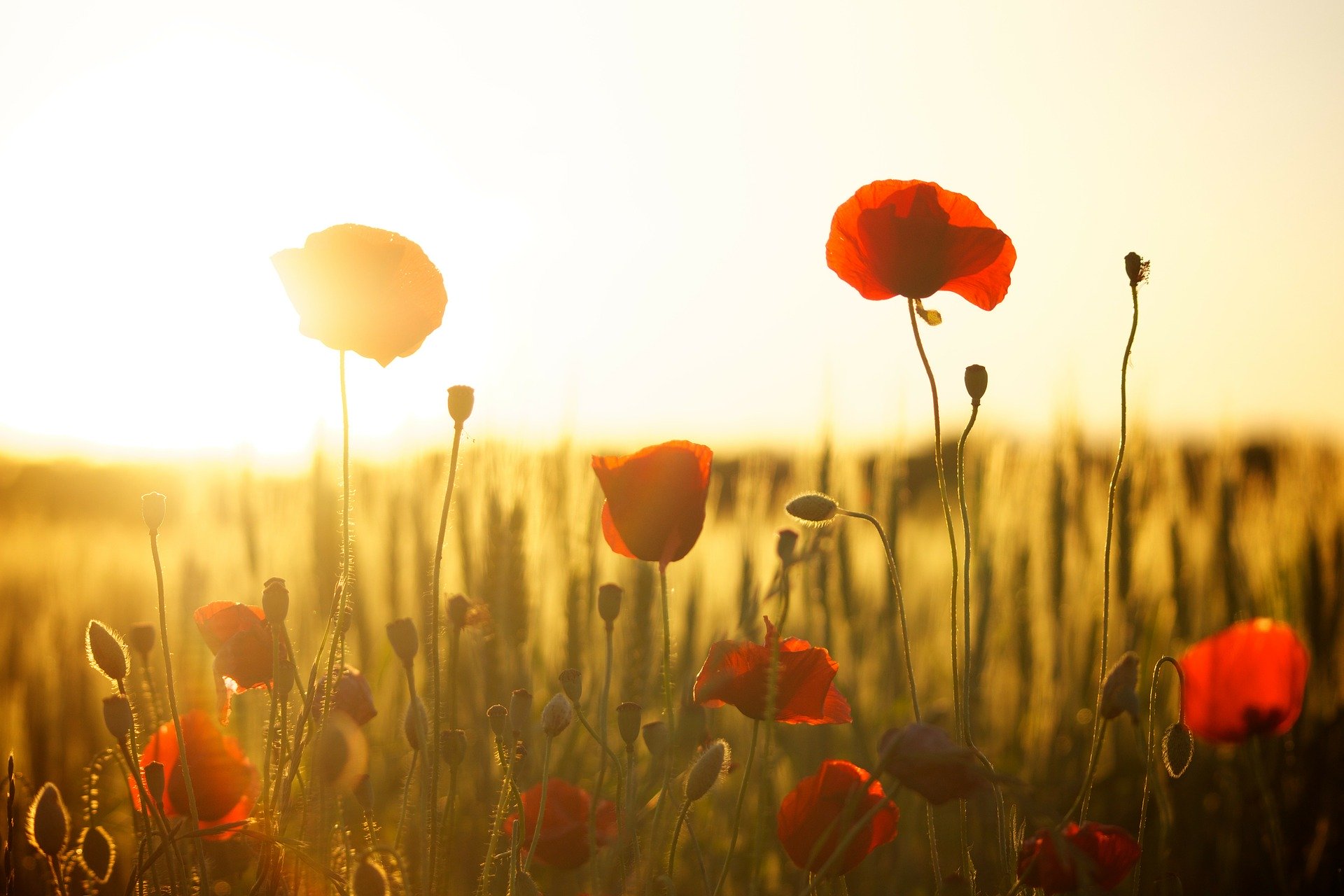 Mohnblumen im Gegengelicht mit Weizenfeld im Hintergrund